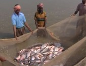 Filter net -Fisheries